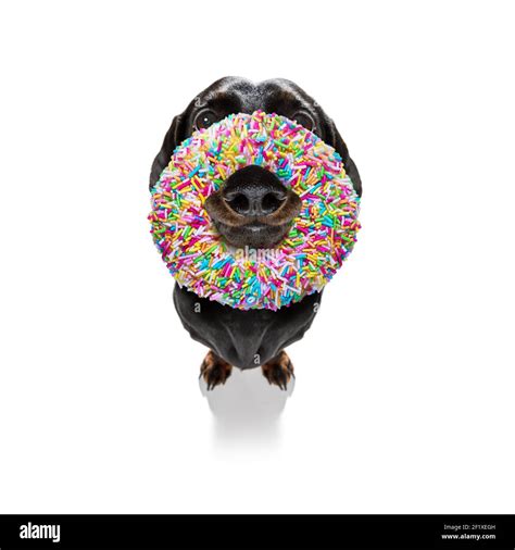 Dog With A Donut Stock Photo Alamy