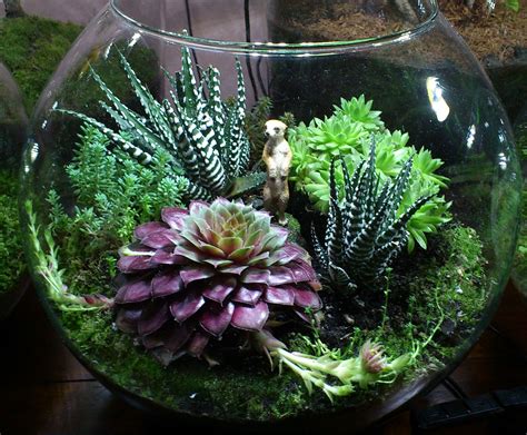 Pin By Archana Dubey On Succulents Garden Succulent Garden Diy