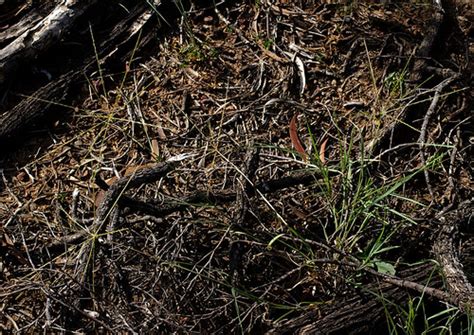 Enteropogon acicularis, near Charters Towers, QLD, 21/02/0… | Flickr