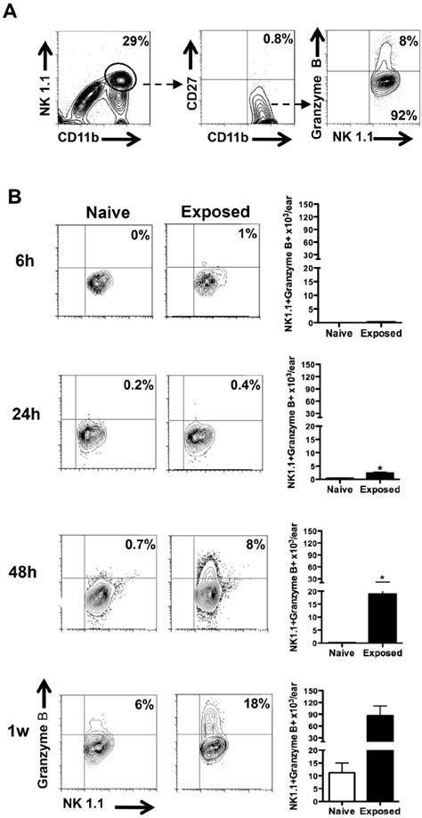 Mature NK Cells Expressing Granzyme B Persist In Exposed Mice Following
