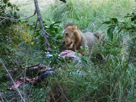 Safari Ecology Exercise Like A Lion