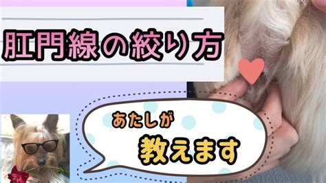 犬が犬の肛門線の絞り方教えます！肛門線についての解説、病気、注意点など。実際の動画有り【おしゃべりペット】 Youtube