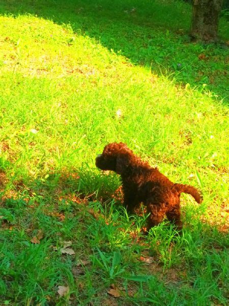 Vendita Cucciolo Lagotto Romagnolo Da Privato A Teramo Cuccioli Di