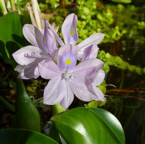 Water Hyacinth Eichhornia Crassipes Very Invasive Water Hyacinth