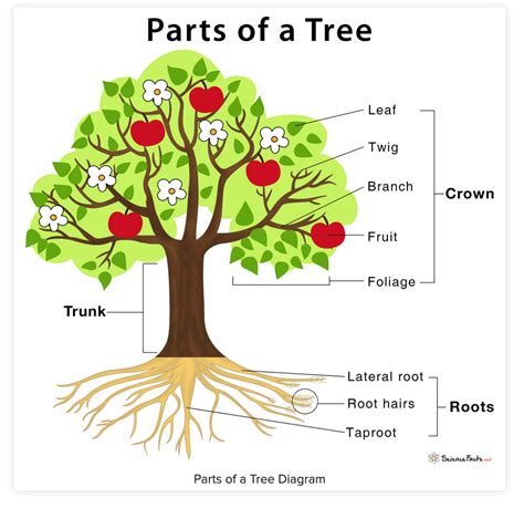 Parts Of A Tree Human Studies