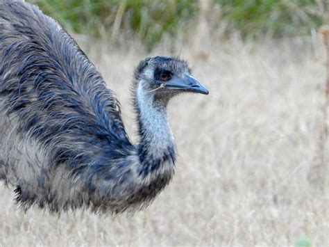 Casuariidae Emu Fayans Creek Loop Escarpment Halls Gap Flickr