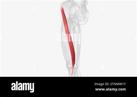 The Sartorius Muscle Is A Thin Long Superficial Muscle In The