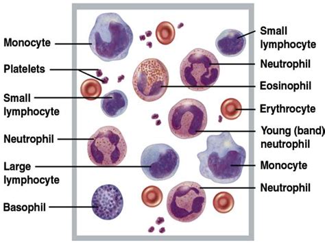 White Blood Cells Wbc Morphology