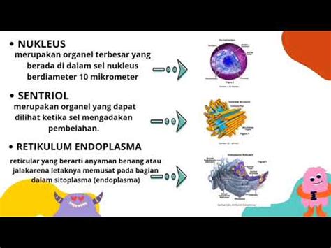 ILMU BIOMEDIK DASAR KEPERAWATAN Struktur Fungsi Sel Dan Jaringan