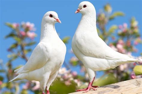 Mcm Aku Makan Babi Pulak Bagi Tips Makan Burung Merpati Kalau Nak