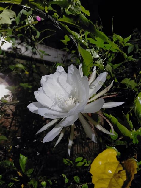 Queen Of The Night The Enchanting Brahma Kamal