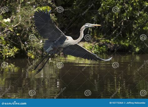 Great Blue Heron Flying Low Over Water In Central Florida Stock Photo