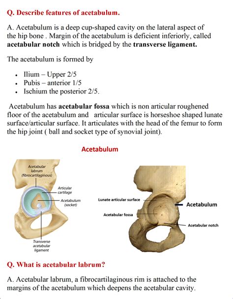 Hip Bone Anatomy Qa