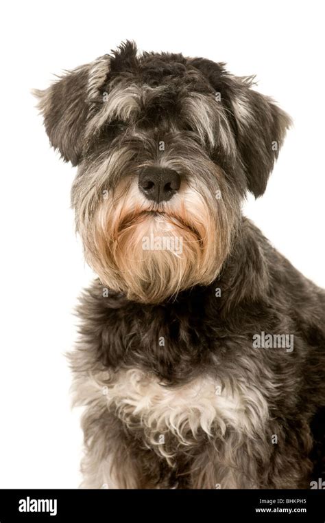 Salt And Pepper Miniature Schnauzer Dog On White Background Stock Photo