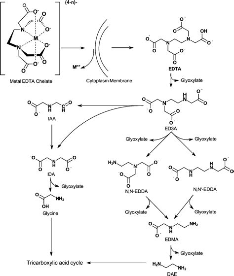 From Initial Treatment Design To Final Disposal Of Chelating Agents A