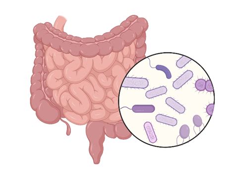 Gut Microbiota Commensal Bacteria Community Which Hosts Us And Lives