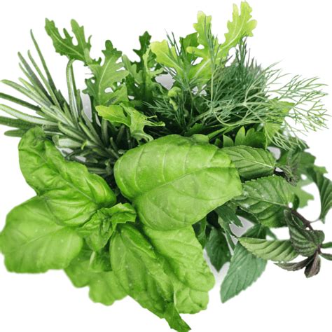 How To Get Rid of White Spots on Herbs - Garden for Beginners