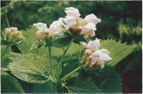 糙苏 秦巴野生植物 图片