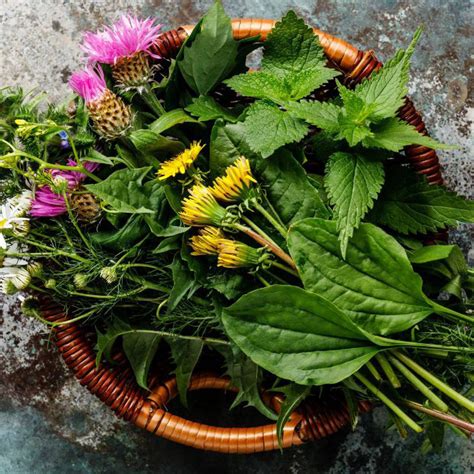 Atelier De D Couverte Des Plantes Aromatiques Et M Dicinales De Corse