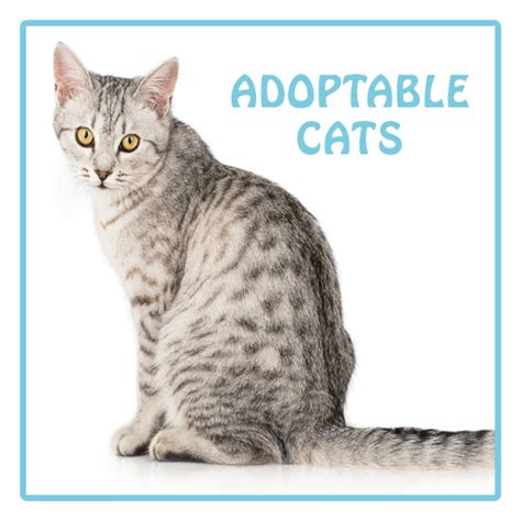 Adoptable Cats – Gwinnett Humane Society