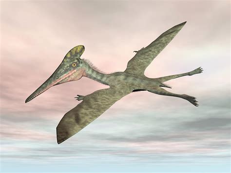 Pterodactylus Prehistoric Bird Flying Photograph By Elena Duvernay