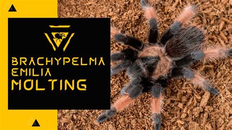 Brachypelma Emilia Molting Time Lapse Youtube