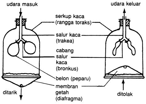 Sains Pt3 2020 Ulangkaji Sains Pt3 Bab 1 Respirasi