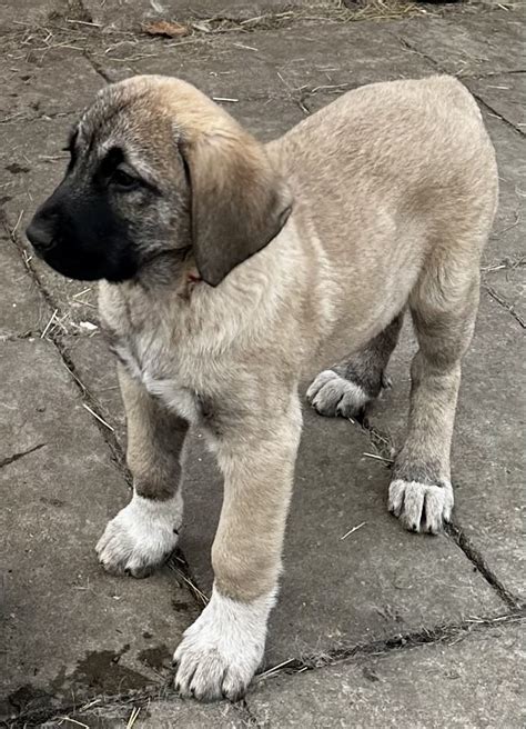 Kangal Kaufen Und Welpe Aus Elsteraue Deinetierwelt