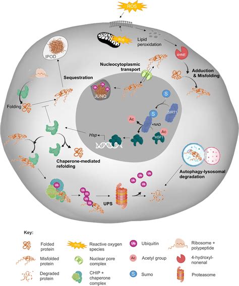 Frontiers Proteostasis In The Male And Female Germline A New Outlook