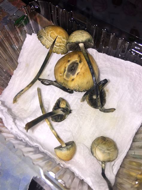 Golden Mushrooms Growing From Cow Poop In South Tx Need Help Iding