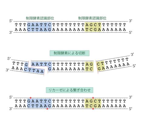 遺伝子解析技術について｜用語解説｜アイブリス創薬株式会社