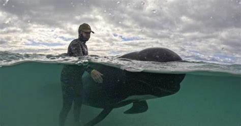 Tras Eutanasia A Confirman Muerte De Ballenas Piloto Que