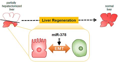 MicroRNAs control cellular transition of hepatocytes during liver regeneration – Atlas of Science