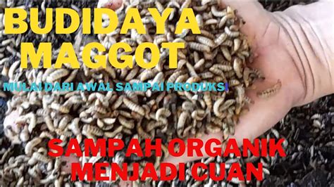 Budidaya Maggot Sampah Organik Menjadi Cuan Youtube