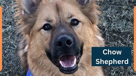 Chow Shepherd Classification Appearance Habitat And Facts