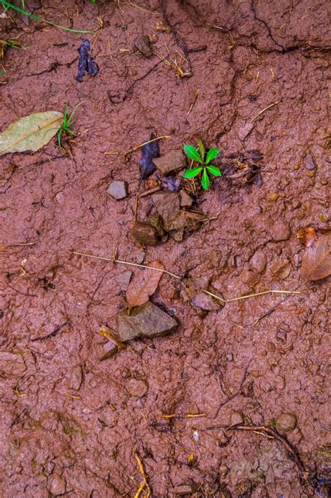 Small Green Plant Grows In Mud As Leaves Grow From The Dirt Stock Photo