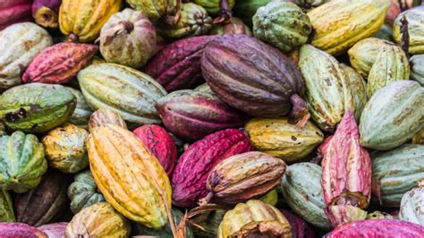 Se Celebra El Día Nacional Del Cacao Y Chocolate Para Resaltar Su Valor