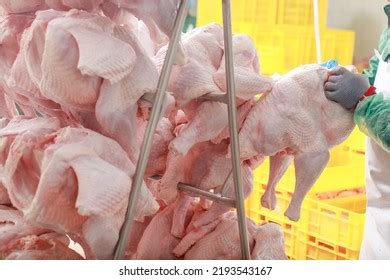 Turkey Production Process Turkey Poultry Farm Stock Photo