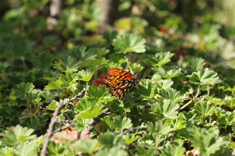 Andean Silverspot From Archidona Canton Ecuador On July 3 2023 At 10