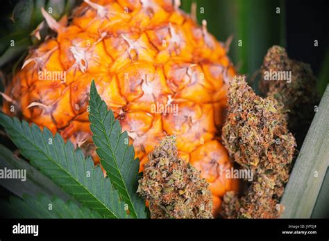 Detalle de hojas secas de cannabis cogollos Verde cepa Crack con piña