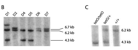 Southern Blot Encyclopedia Of Biological Methods