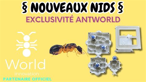 Je Re Ois Des Nids Vraiment Incroyable Exclu Antworld Fourmis Ants