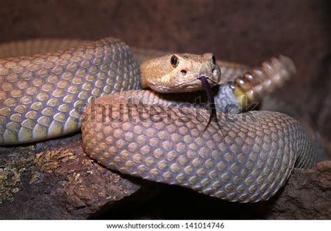 Mojave Mohave Rattlesnake Crotalus Scutulatus Rattles Stock Photo (Edit Now) 141014746