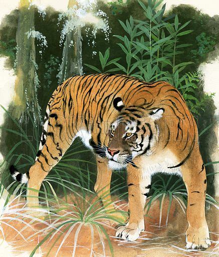 Bali tiger – Historical articles and illustrationsHistorical articles ...