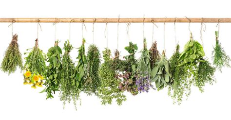 Herb Identification - How to Identify Herbs - Free Herb Gardening Printable