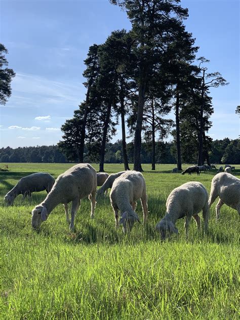 Herd Sheep Juicy Free Photo On Pixabay Pixabay