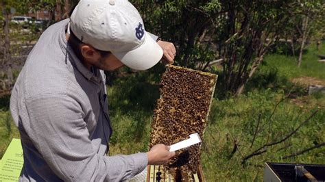 Intro To Beekeeping Youtube