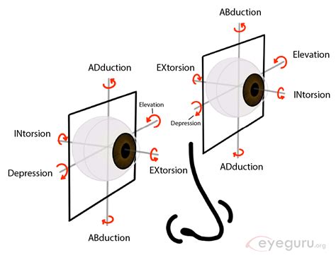 Extraocular Movements Explained Eyeguru