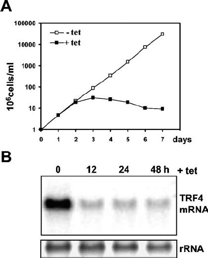 Rnai Of The T Brucei Trf A Growth Curve Of The Trf Rnai Cell