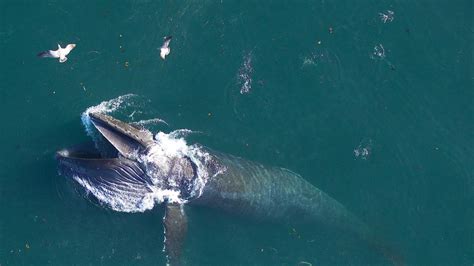 La Explicaci N Viral De Por Qu Algunas Ballenas Explotan Cuando Mueren